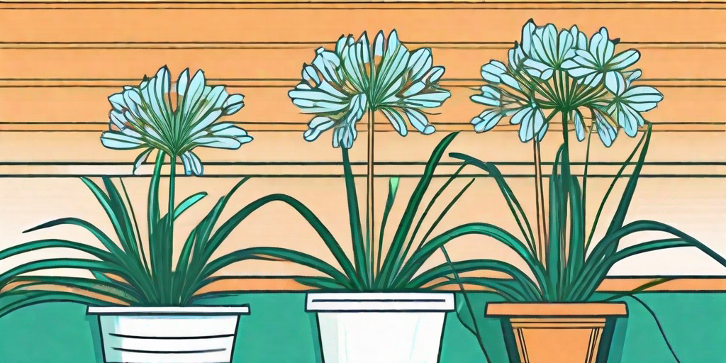 Vibrant agapanthus flowers blooming in pots on a balcony